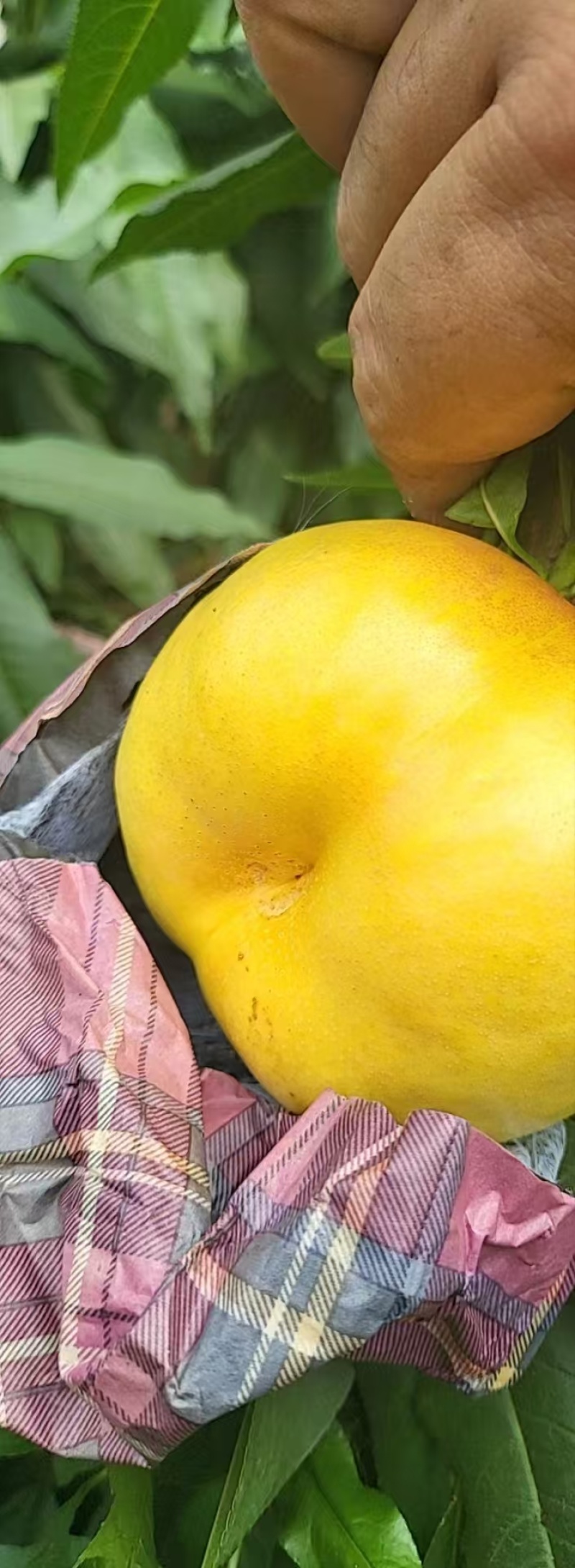 精品黄毛蟠桃大量上市，千亩基地直供，品质保证，量大从优