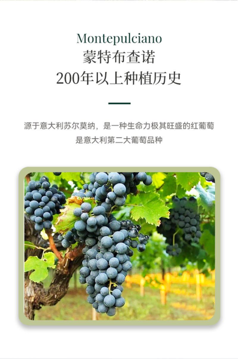 意大利风干干红葡萄酒16.8度包邮直供一手货源批发价量大