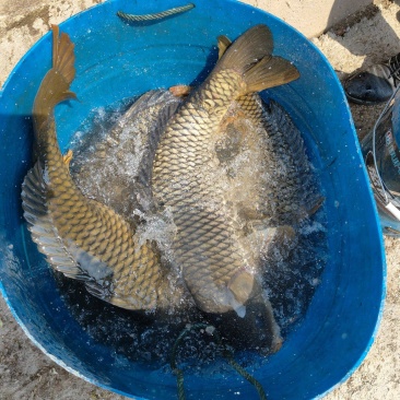 生态大鲤鱼