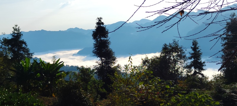 海拔800米以上的高山绿茶