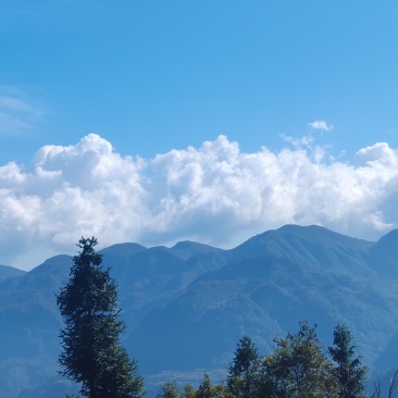 海拔800米以上的高山绿茶