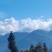 海拔800米以上的高山绿茶