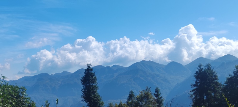 海拔800米以上的高山绿茶
