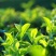 海拔800米以上的高山绿茶