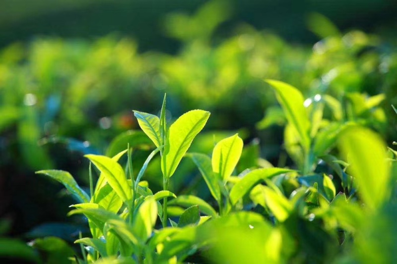 海拔800米以上的高山绿茶