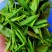 海拔800米以上的高山绿茶