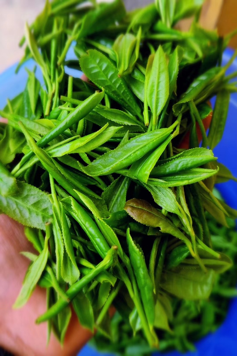 海拔800米以上的高山绿茶