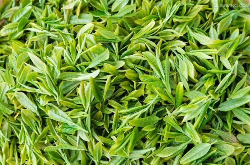 海拔800米以上的高山绿茶