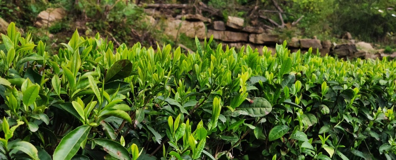海拔800米以上的高山绿茶