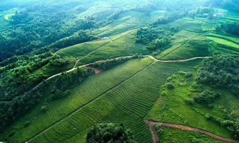 海拔800米以上的高山绿茶