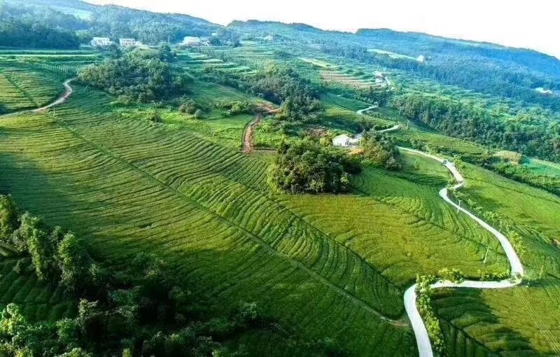 海拔800米以上的高山绿茶