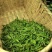 海拔800米以上的高山绿茶