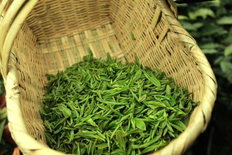 海拔800米以上的高山绿茶