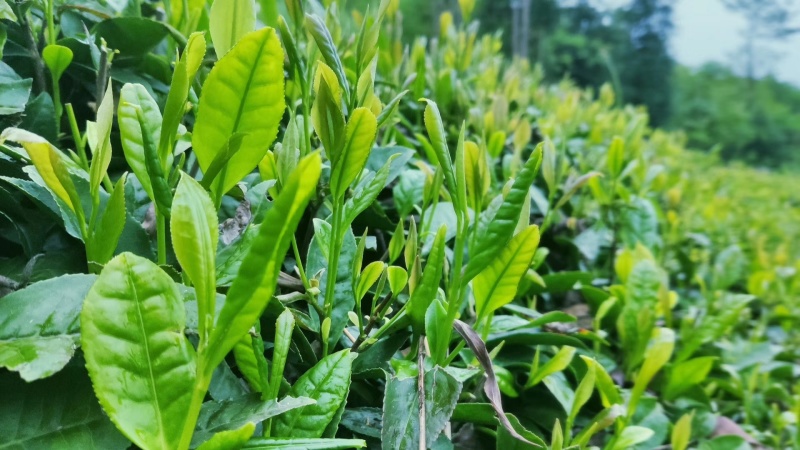 海拔800米以上的高山绿茶