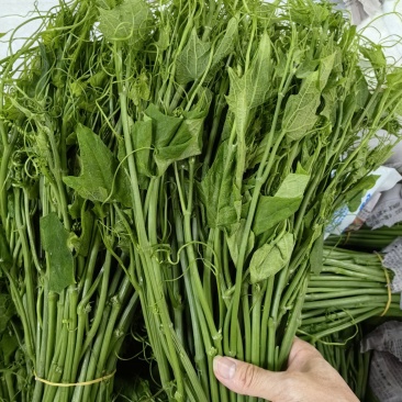 龙须菜