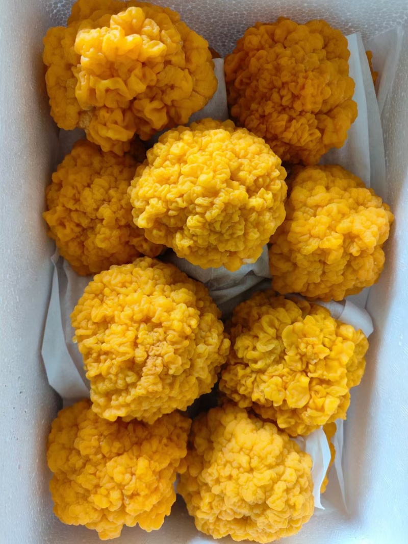 金耳菌