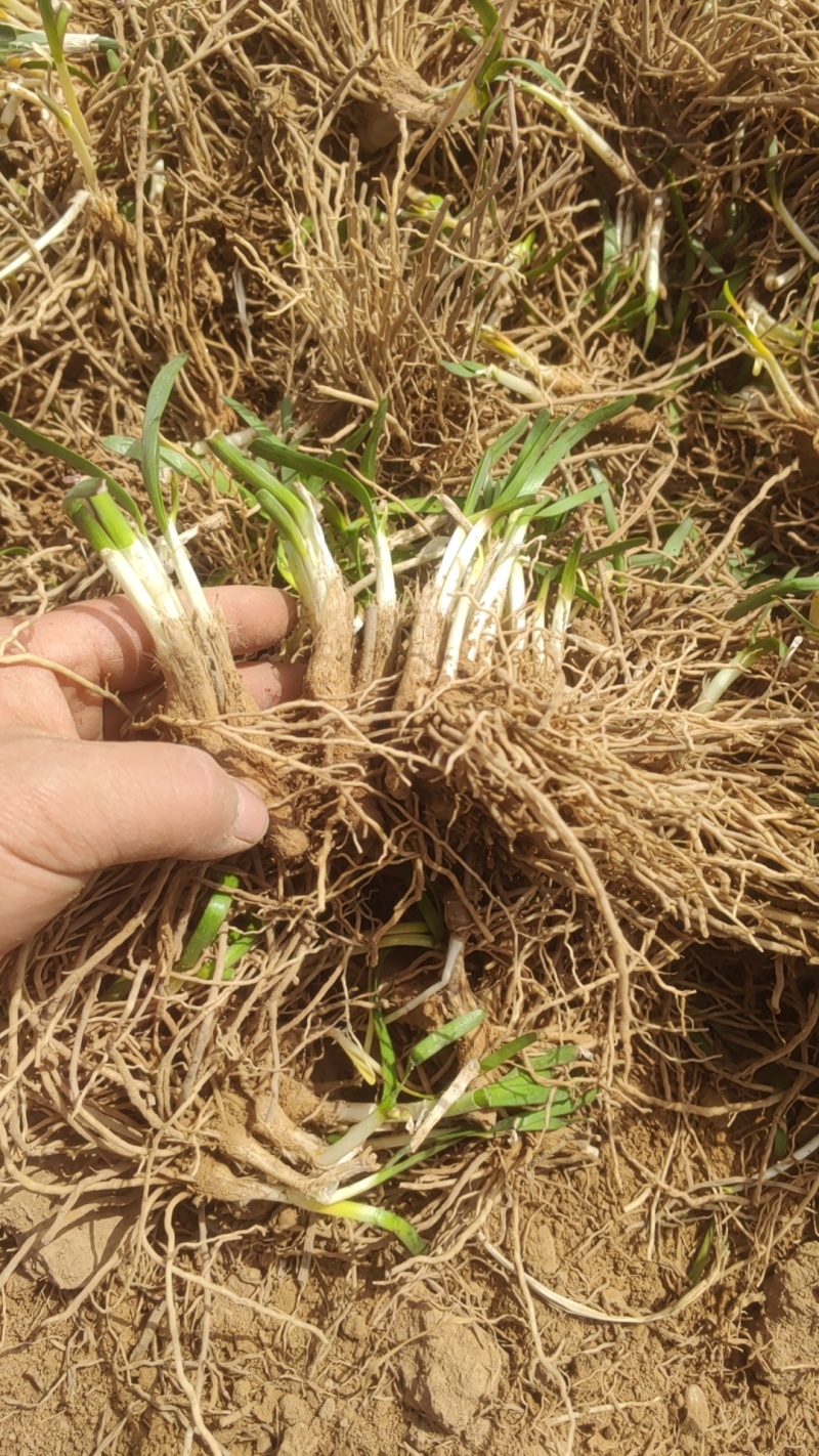 聊城莘县韭菜基地，大量供应韭菜根，需要的电商老板联系