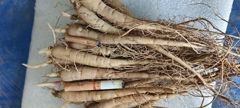 芍药苗，精品、现货、基地1年2年苗有货欢迎进店咨