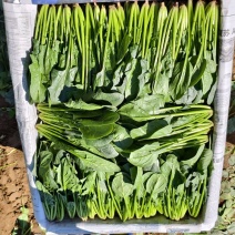 山东滨州精品菠菜大量供应泡沫箱菠菜全国发货有保障