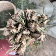 川麦冬种苗，产地直发，