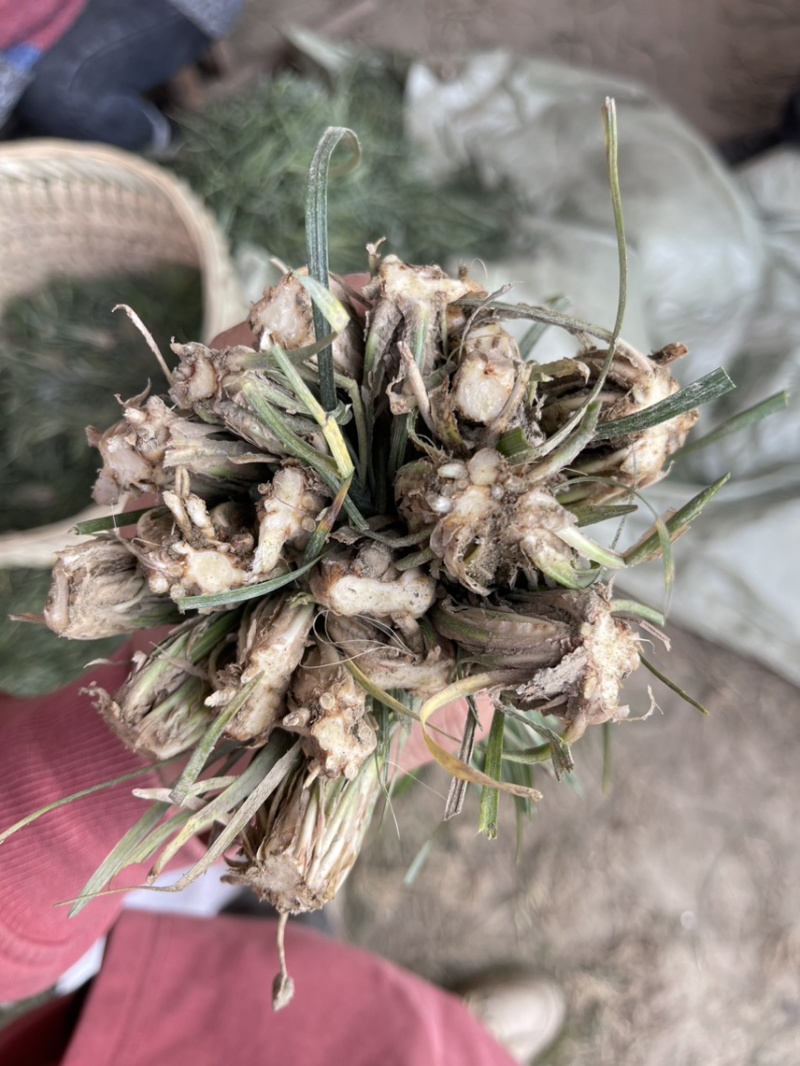 川麦冬种苗，产地直发，