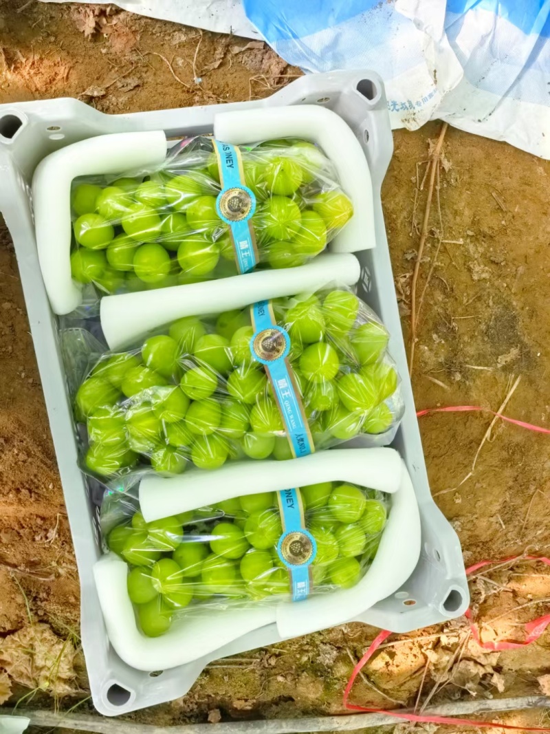 藤稔葡萄山东聊城万亩藤稔乒乓球基地，产地直供，对接商超