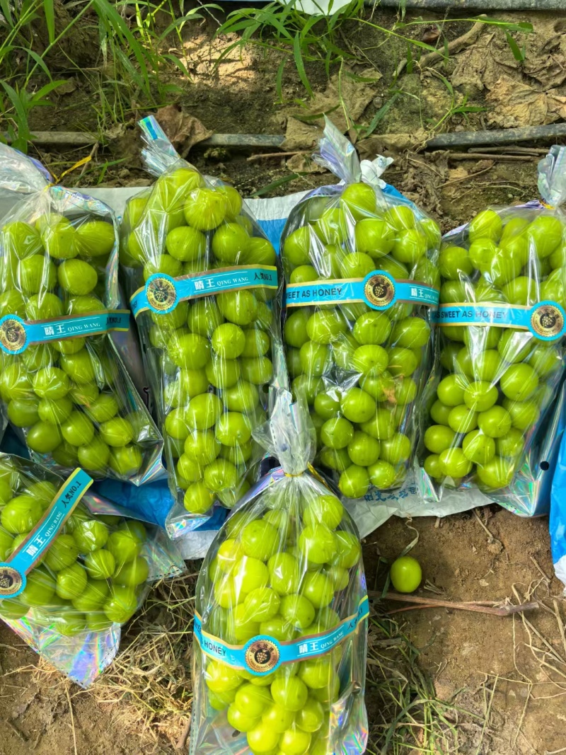 藤稔葡萄山东聊城万亩藤稔乒乓球基地，产地直供，对接商超