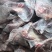 牛排满肉牛排国产鲜冻牛排瘦度高肉含量高工厂直供
