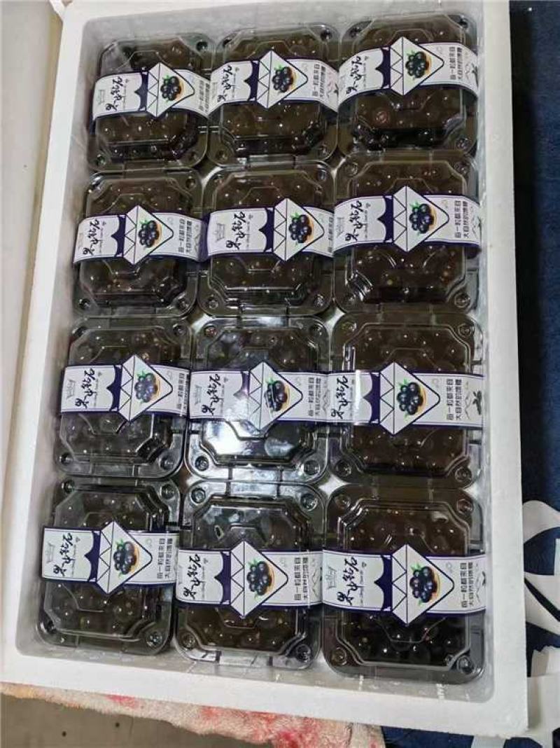 蛟龙果产地货源充足现采现摘精品包装欢迎电话联系