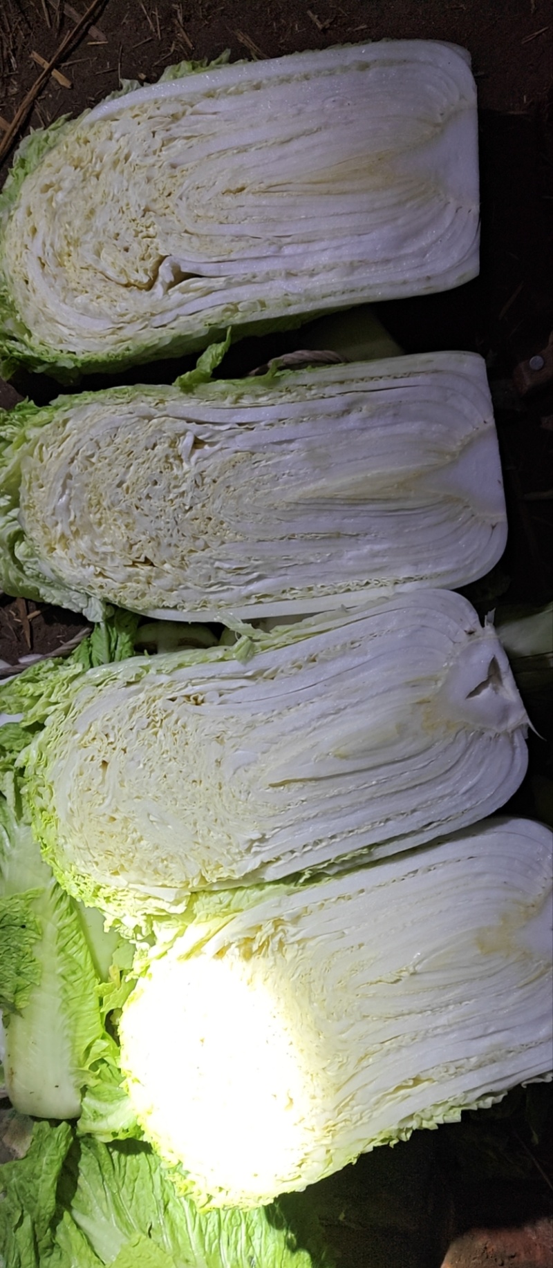 北京三号白菜