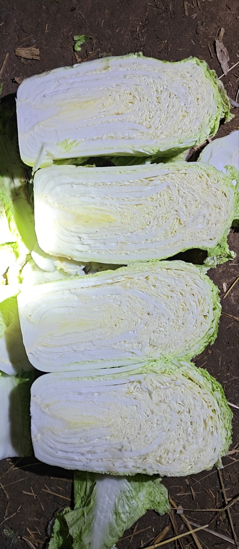 北京三号白菜