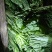 北京三号白菜