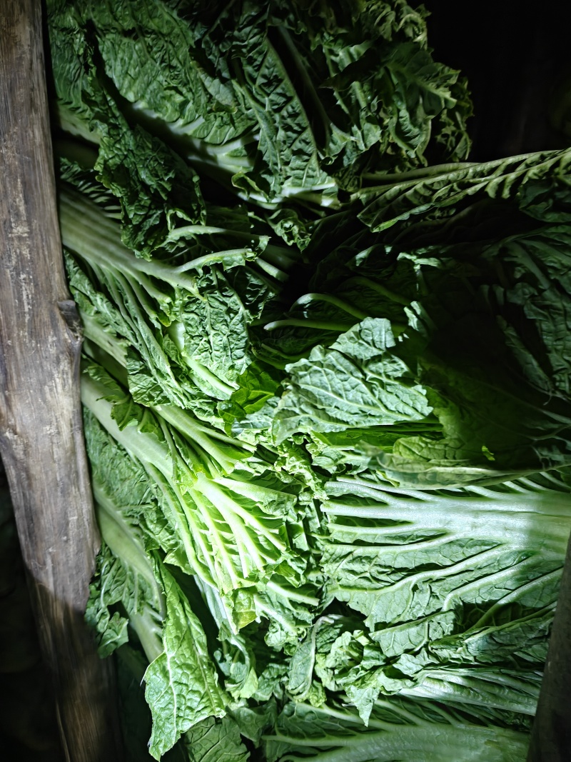 北京三号白菜