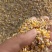 碎玉米下脚料无土无杂质无霉变适合鸡鸭牛羊猪使用