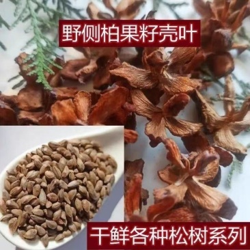 农家晒干侧柏壳野侧柏果壳精品直供货源充足欢迎各地老板选