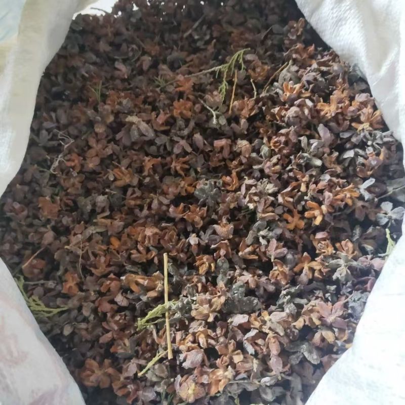农家晒干侧柏壳野侧柏果壳精品直供货源充足欢迎各地老板选