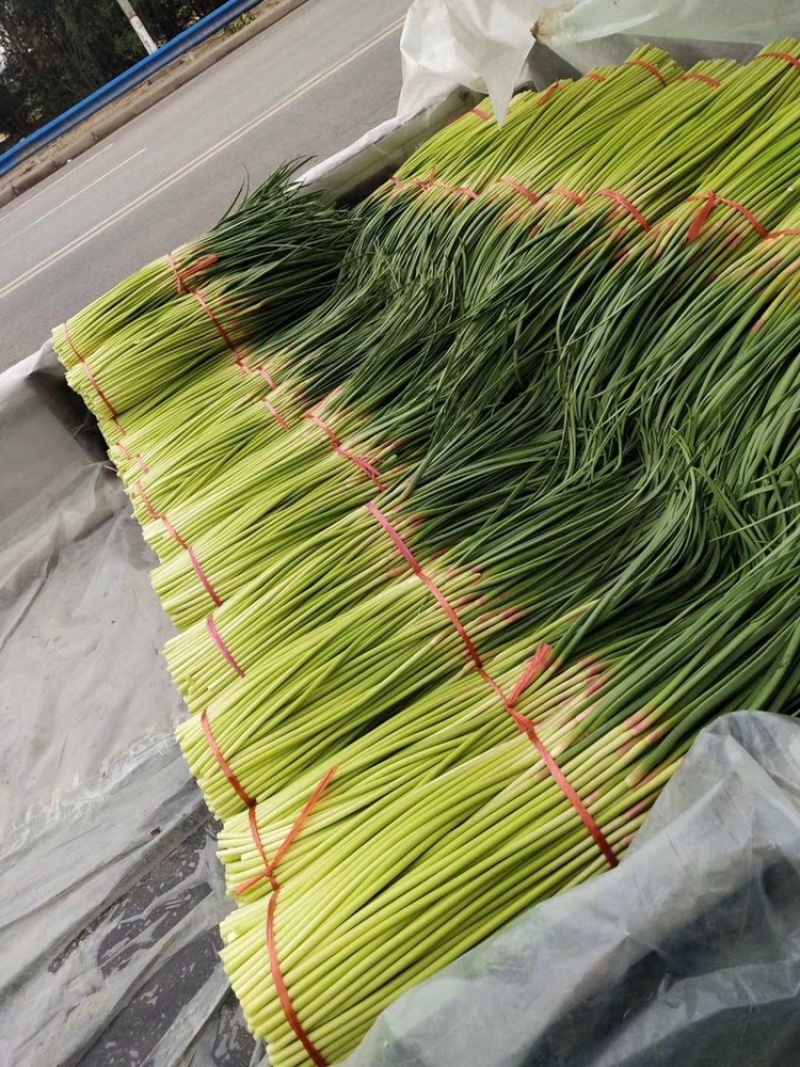 红帽蒜苔开封早熟蒜苔杂交蒜苔代收代加工代存