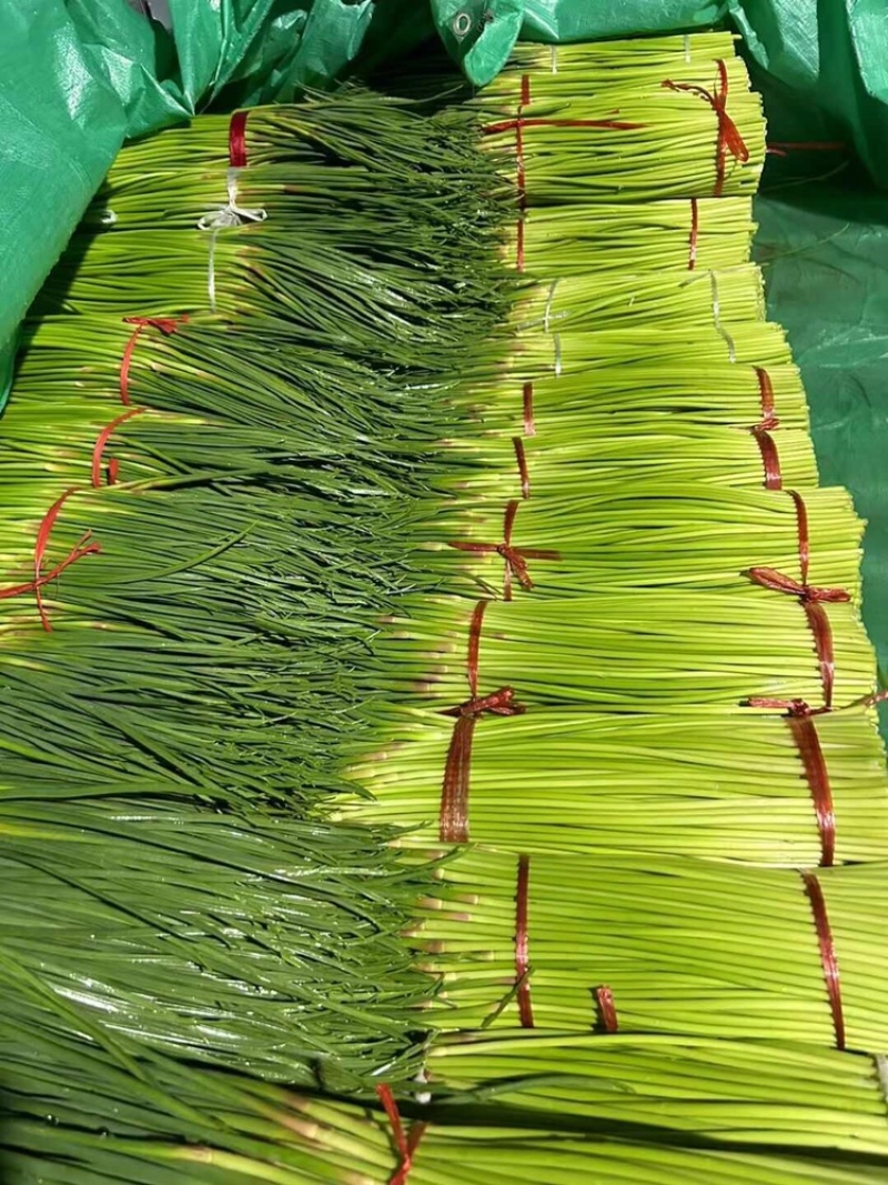 红帽蒜苔开封早熟蒜苔杂交蒜苔代收代加工代存