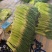 红帽蒜苔开封早熟蒜苔杂交蒜苔代收代加工代存