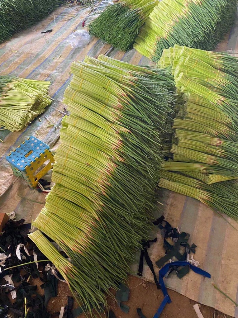 红帽蒜苔开封早熟蒜苔杂交蒜苔代收代加工代存