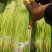 红帽蒜苔开封早熟蒜苔杂交蒜苔代收代加工代存