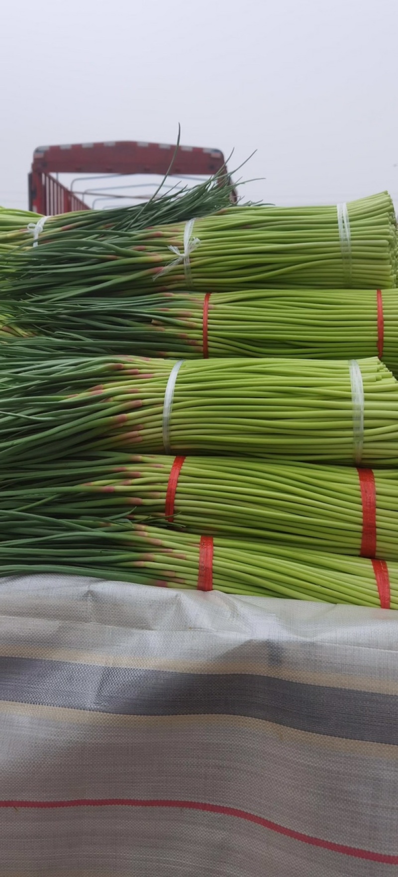 红帽蒜苔开封早熟蒜苔杂交蒜苔代收代加工代存
