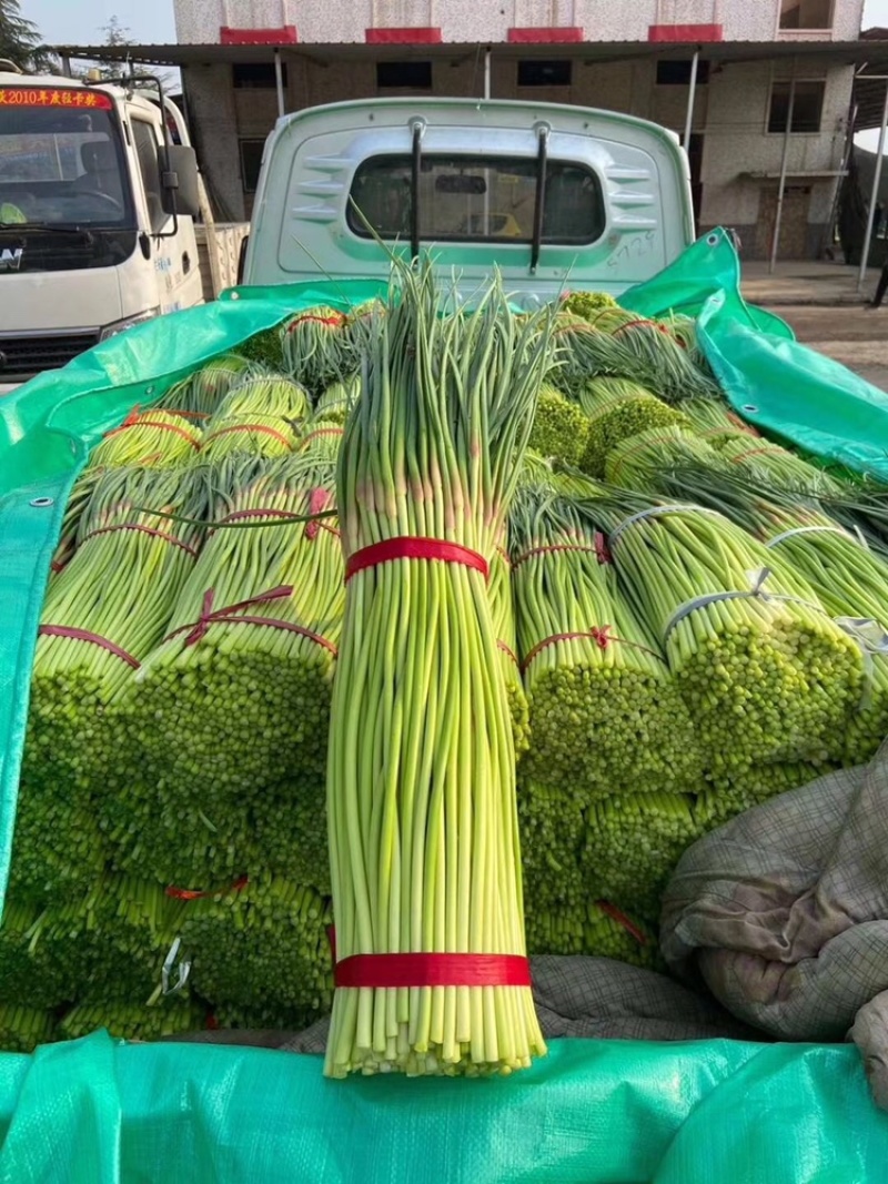 红帽蒜苔开封早熟蒜苔杂交蒜苔代收代加工代存