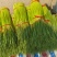 红帽蒜苔开封早熟蒜苔杂交蒜苔代收代加工代存