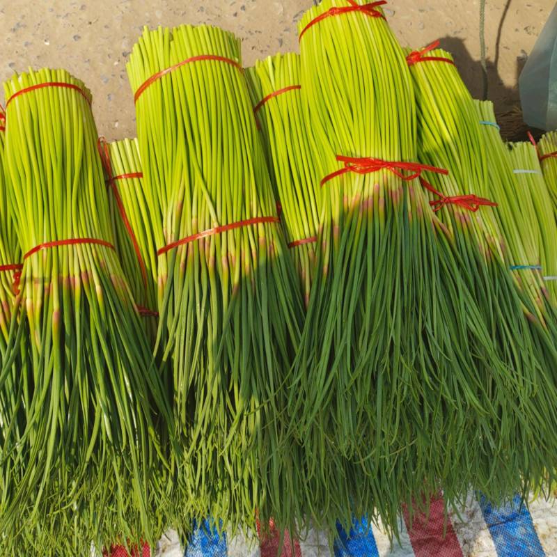 红帽蒜苔开封早熟蒜苔杂交蒜苔代收代加工代存