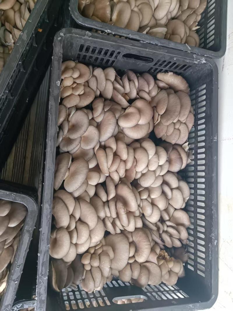 【视频看货】河南鲜平菇常年供应/基地直发/一手货源