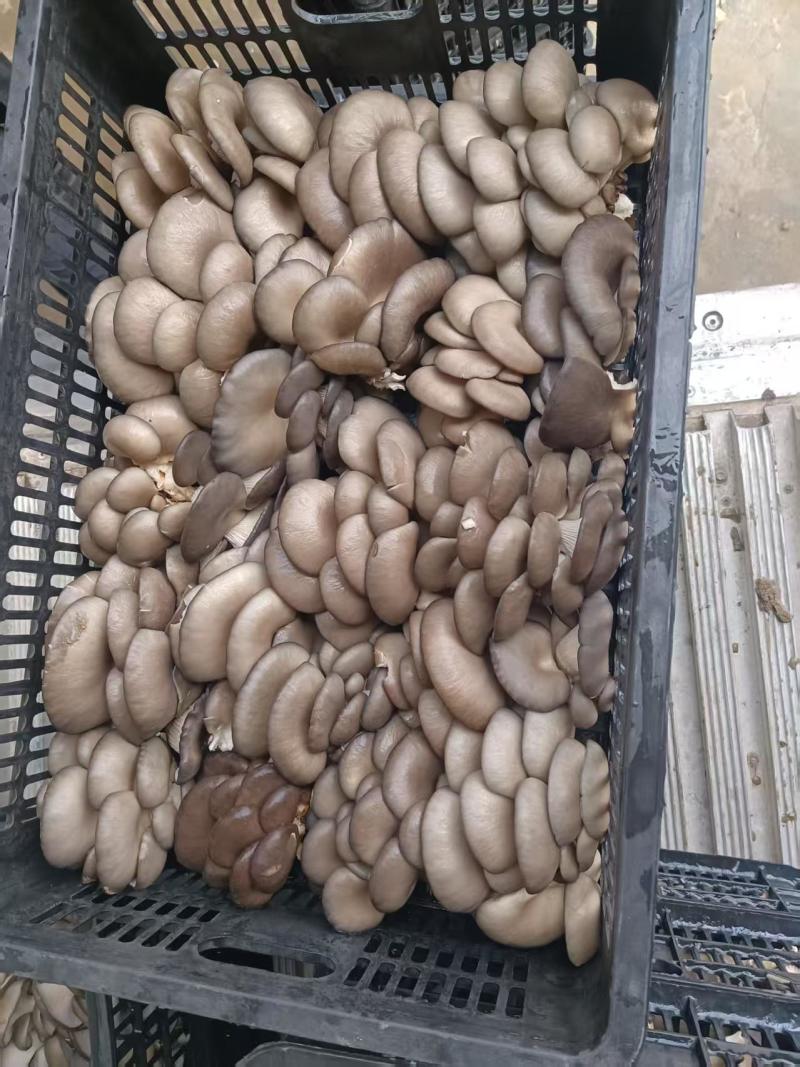 【视频看货】河南鲜平菇常年供应/基地直发/一手货源