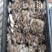 【视频看货】河南鲜平菇常年供应/基地直发/一手货源