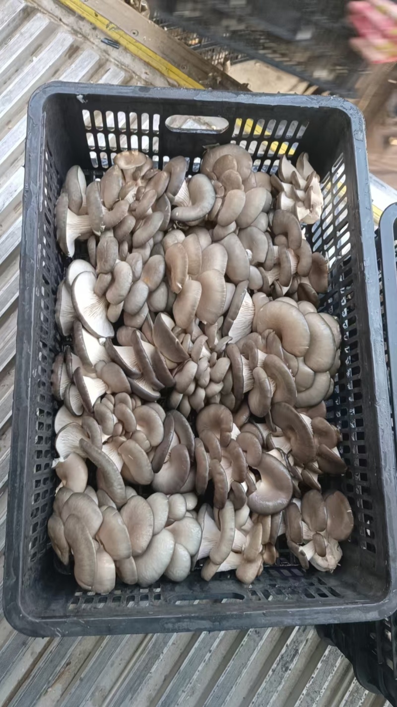 【视频看货】河南鲜平菇常年供应/基地直发/一手货源