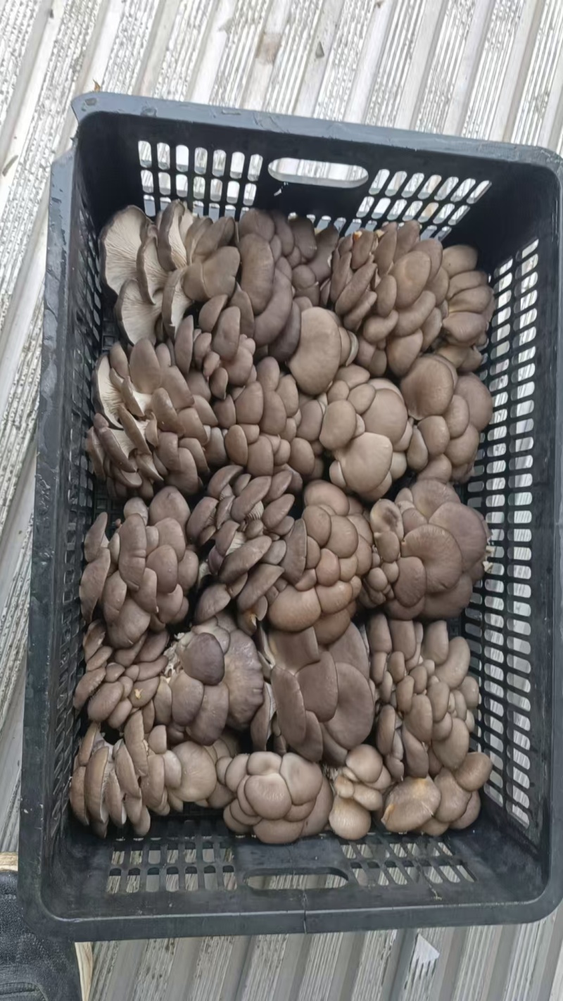 【视频看货】河南鲜平菇常年供应/基地直发/一手货源